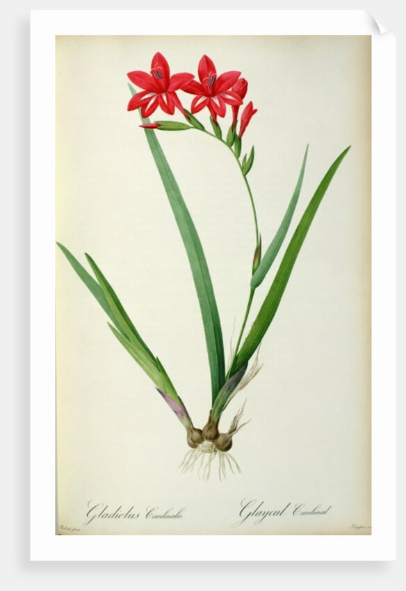 Gladiolus Cardinalis, from `Les Liliacees', 1805 by Pierre-Joseph Redouté
