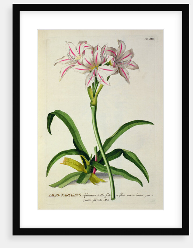 Lilio-Narcissus, Africanus by Pierre-Joseph Redouté