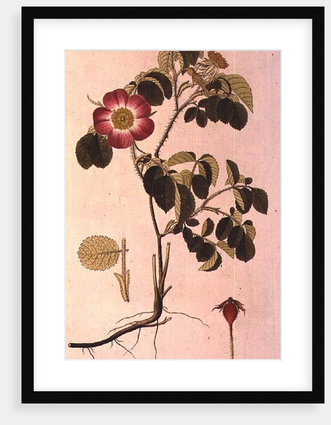 Rosa Pumila by Pierre Joseph Redouté