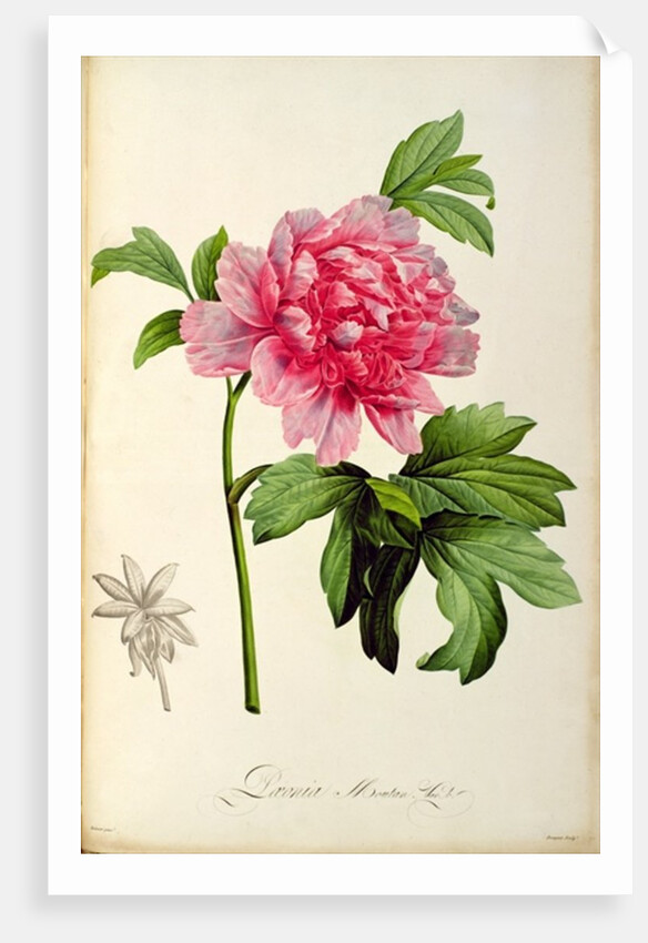 Paeonia Moutan, c.1799 by Pierre Joseph Redouté