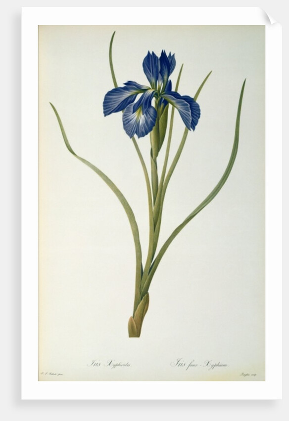Iris Xyphioides by Pierre-Joseph Redouté