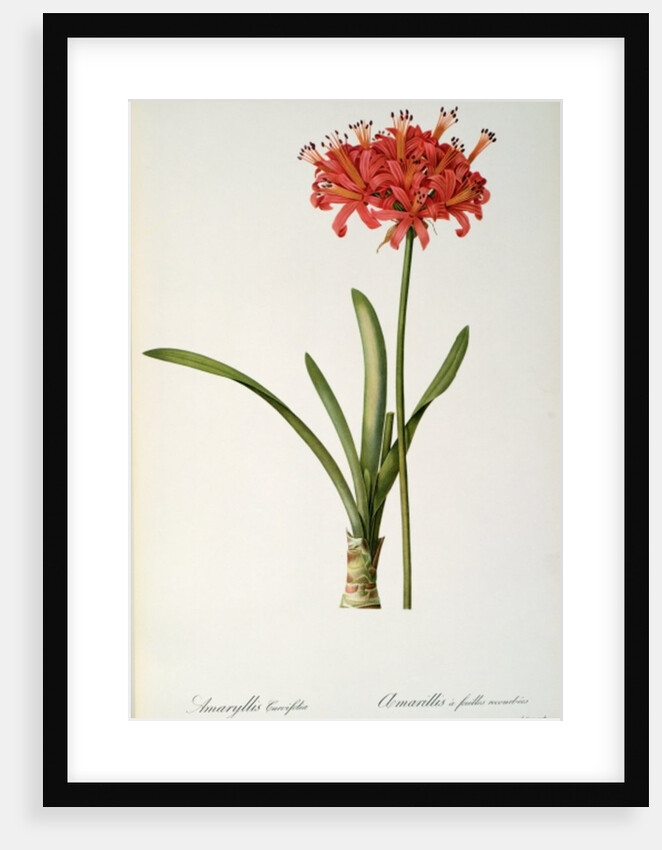 Amaryllis Curvifolia, 1809 by Pierre Joseph Redouté