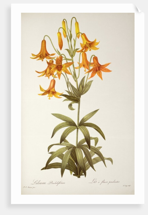 Lilium Penduliflorum by Pierre Joseph Redouté