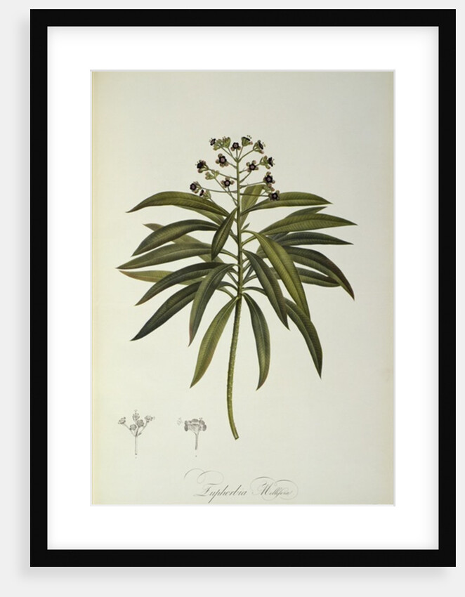 Euphorbia Mellifera by Pierre-Joseph Redouté