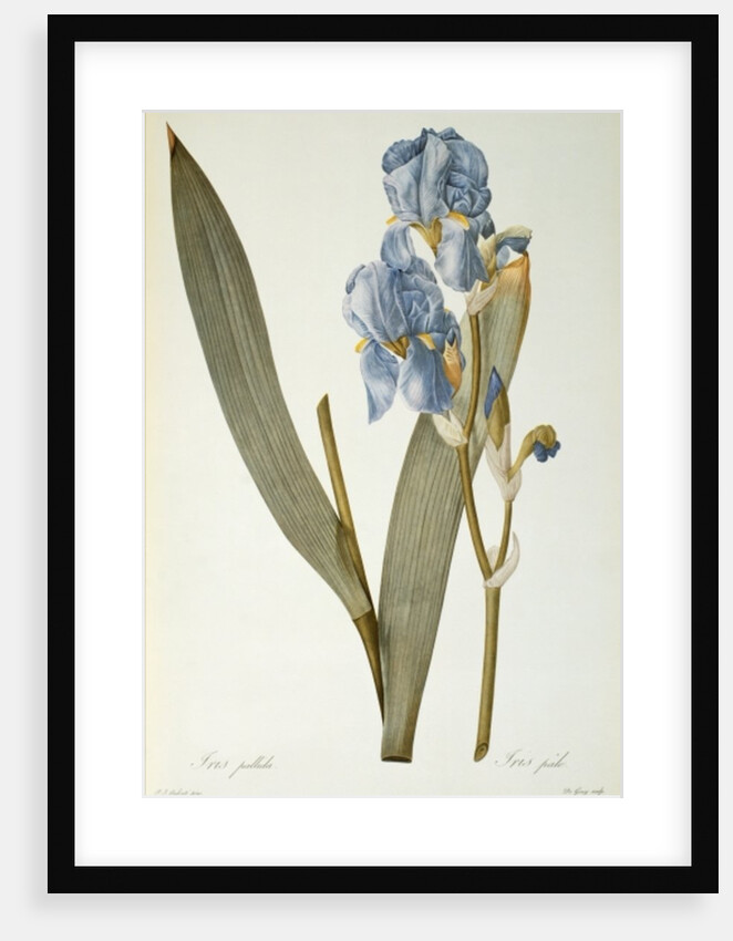 Iris Pallida, from `Les Liliacees', 1812 by Pierre-Joseph Redouté