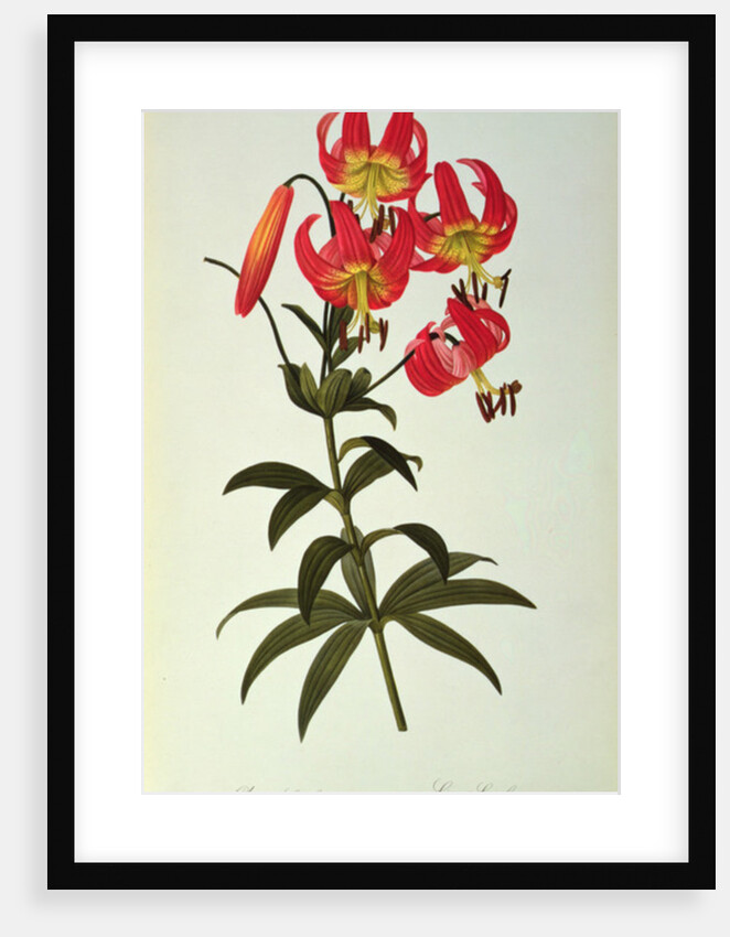 Lilium Superbum by Pierre Joseph Redouté