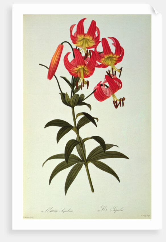 Lilium Superbum by Pierre Joseph Redouté