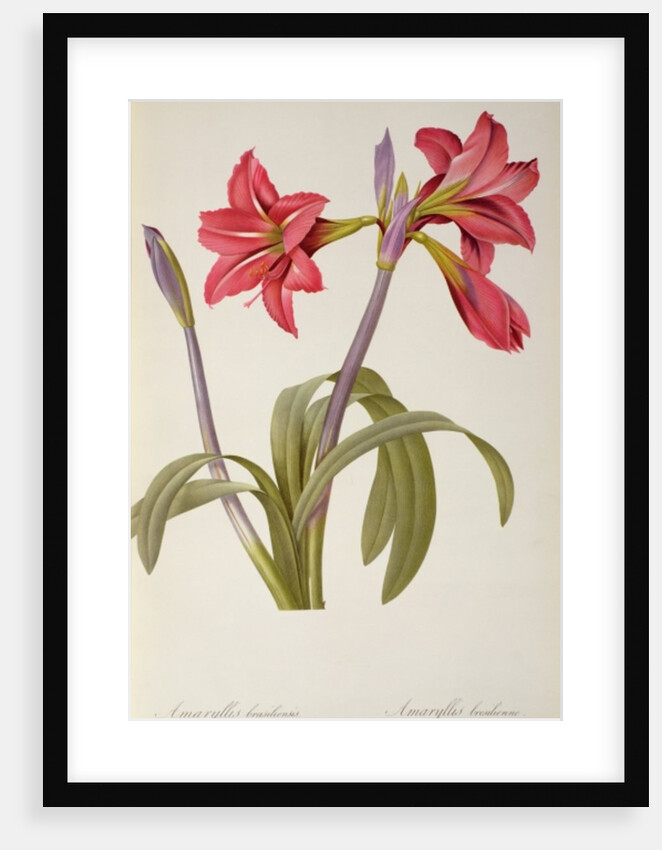 Amaryllis Brasiliensis by Pierre Joseph Redouté
