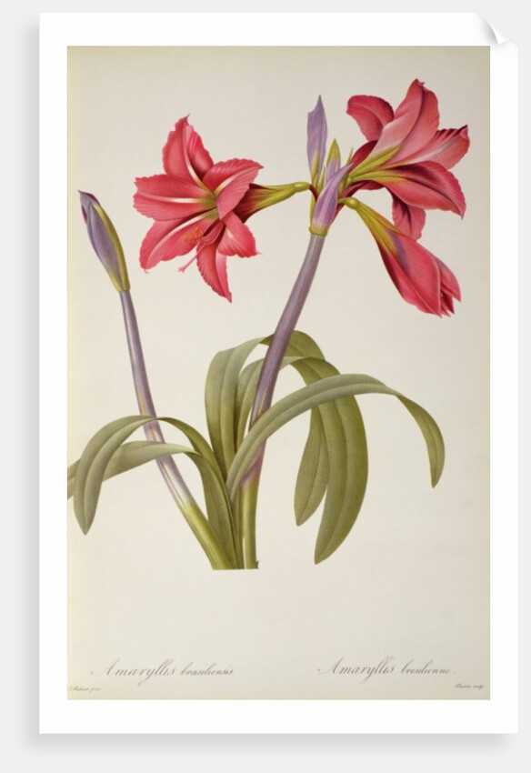 Amaryllis Brasiliensis by Pierre Joseph Redouté