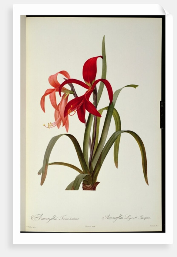 Amaryllis Formosissima, 1808 by Pierre-Joseph Redouté