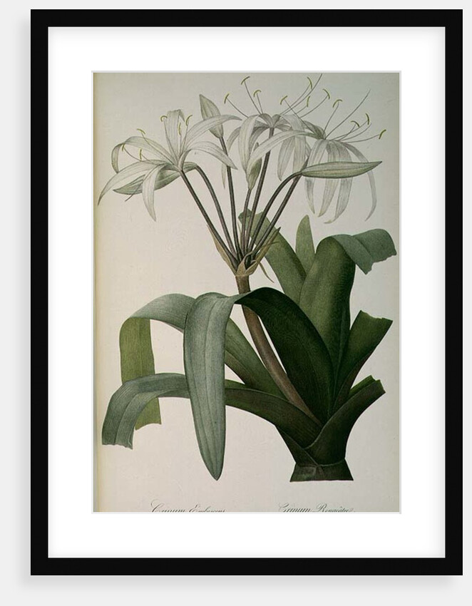 Crinum Erubescens or Crinum Rougeatre by Pierre Joseph Redouté