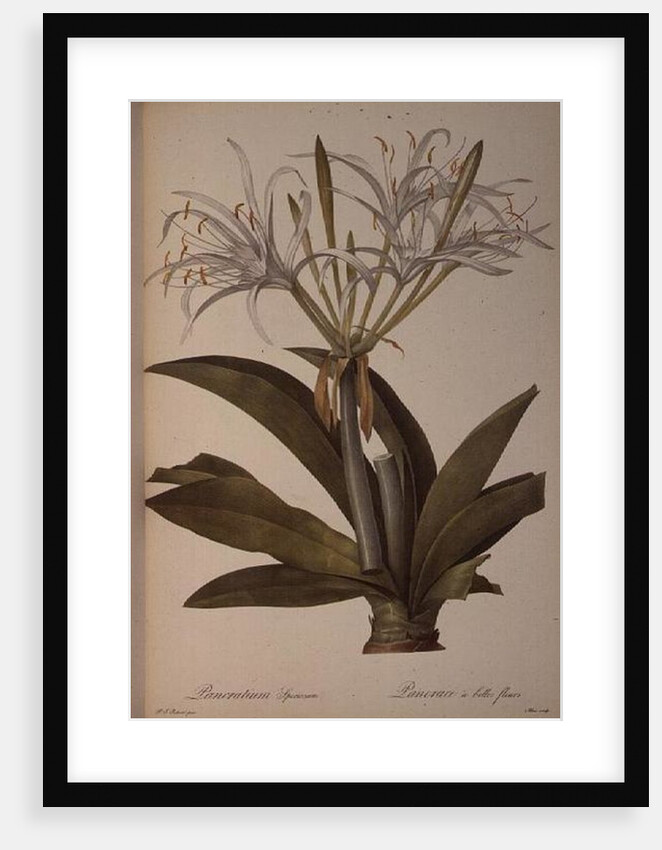 Pancratium speciosum by Pierre Joseph Redoute