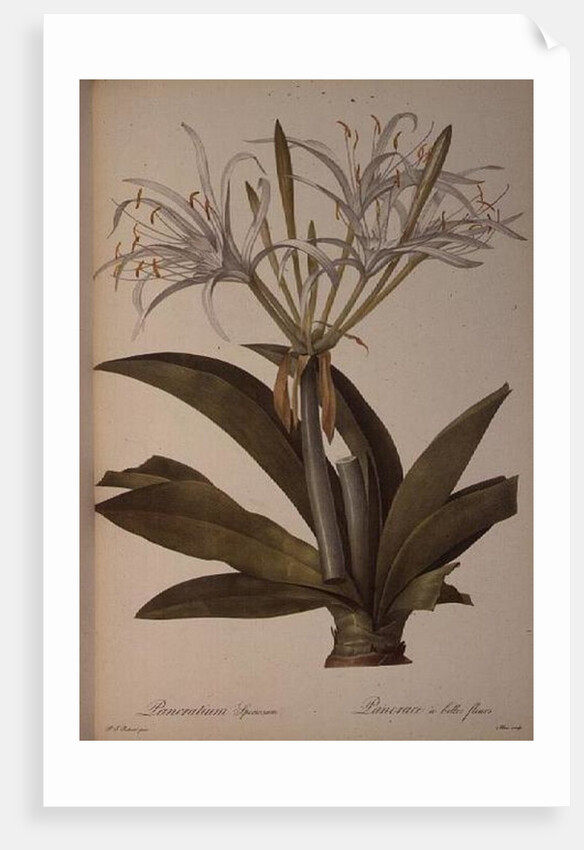 Pancratium speciosum by Pierre Joseph Redoute