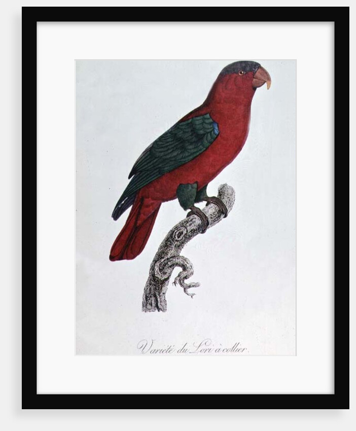 Parrot: Lory or Collared by Jacques Barraband