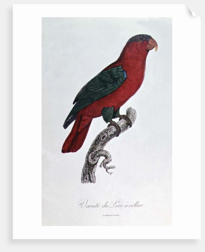 Parrot: Lory or Collared by Jacques Barraband