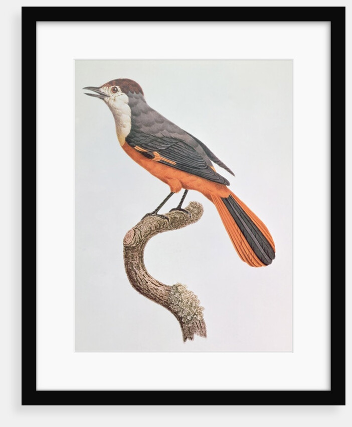 Orange Jay by Jacques Barraband