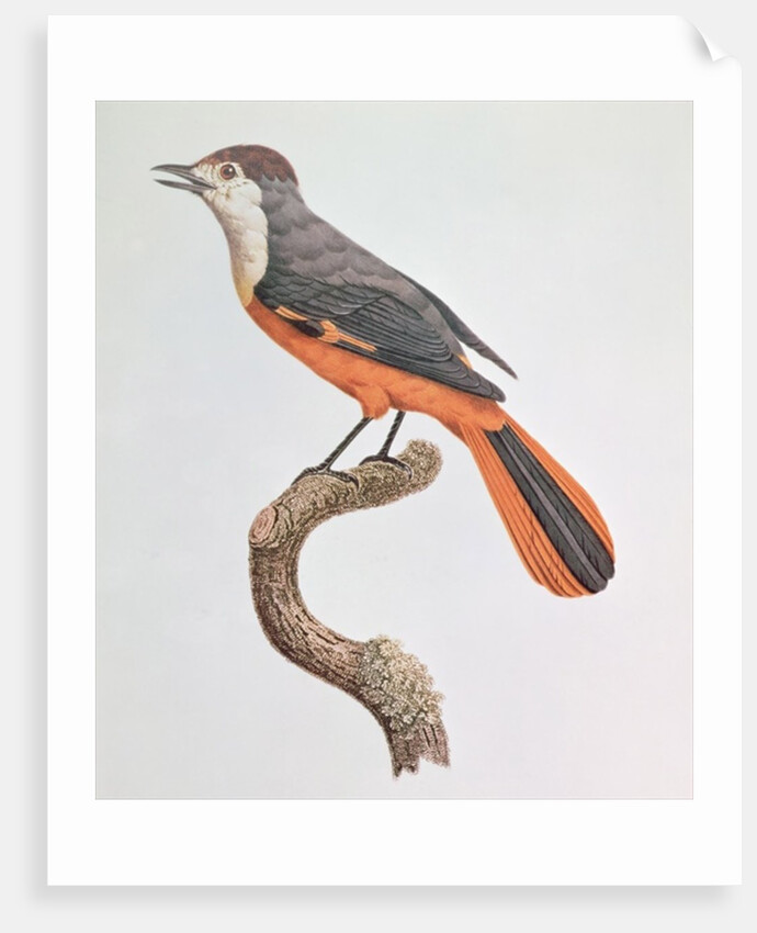 Orange Jay by Jacques Barraband