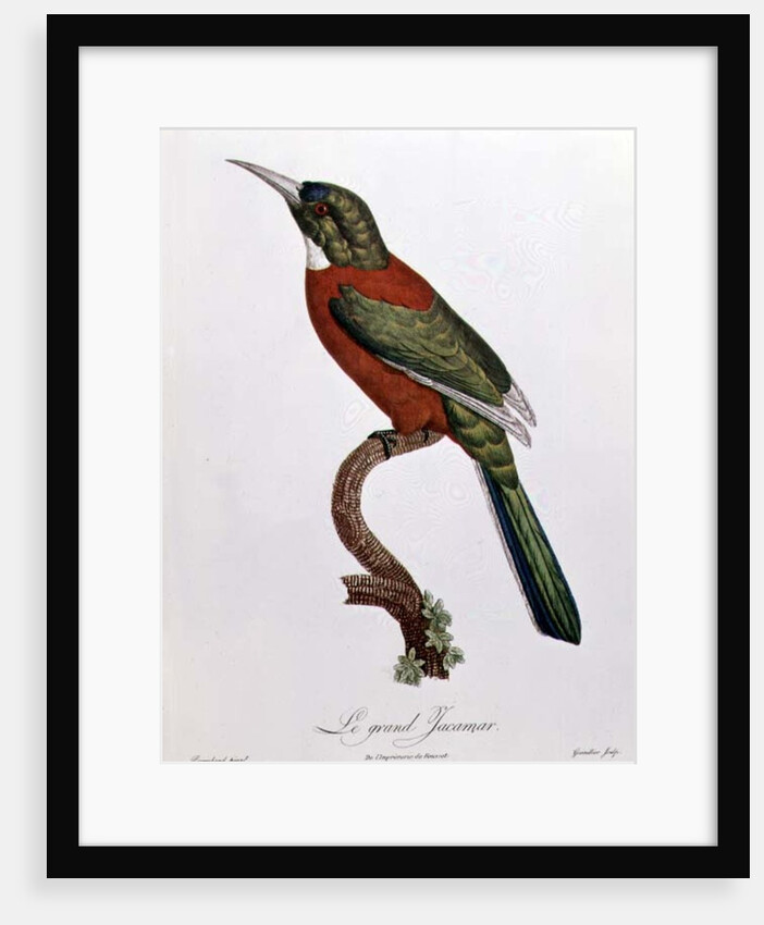Great Jacamar by Jacques (after) Barraband