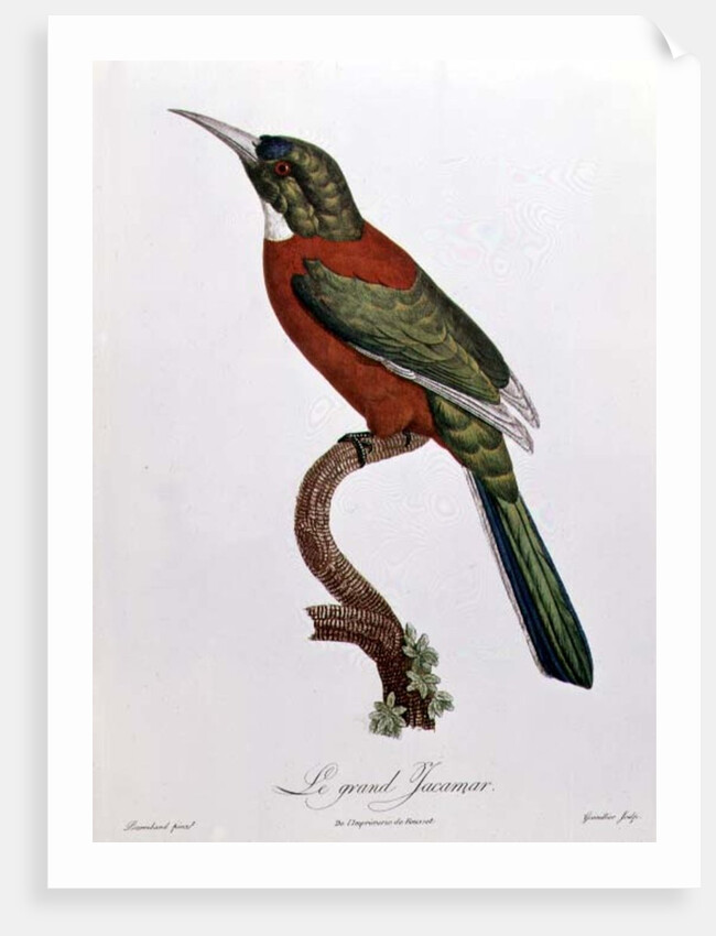 Great Jacamar by Jacques (after) Barraband