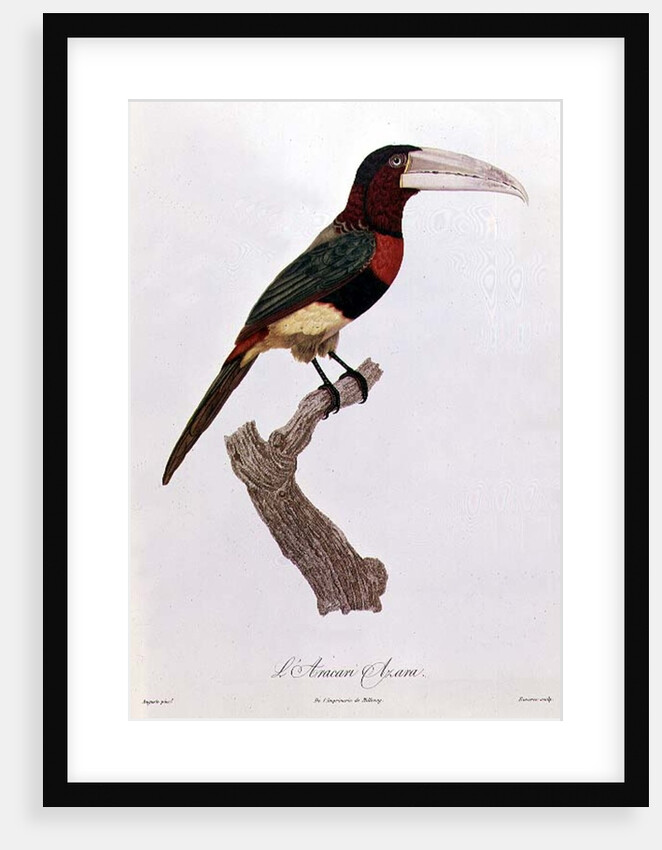 Azara Aracari by Jacques Barraband