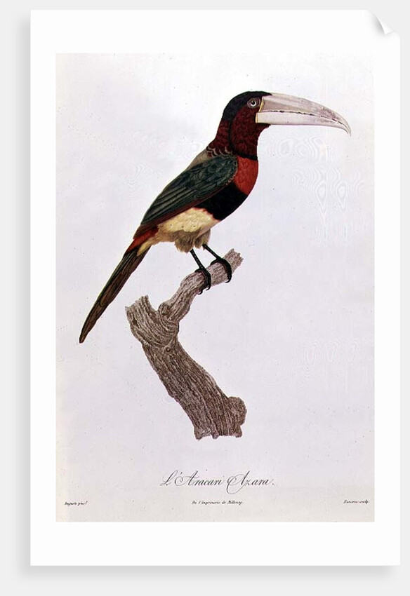Azara Aracari by Jacques Barraband