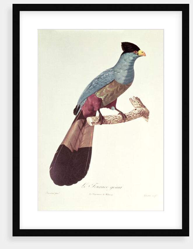 Great Touraco by Jacques Barraband