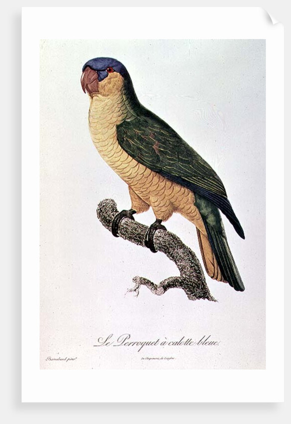 Blue-Capped Parrot by Jacques Barraband by Jacques Barraband