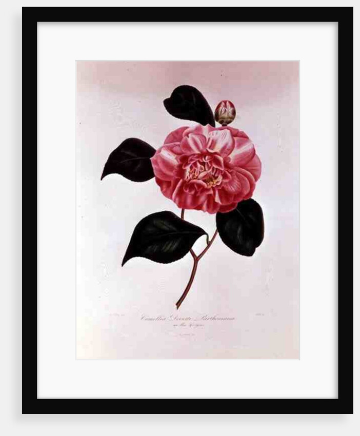 Camellia: Dorsetti Parthoniana by Anonymous