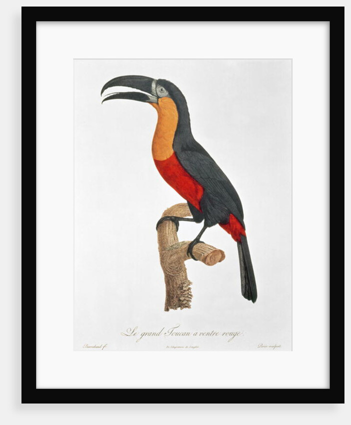 Giant Touraco by Jacques Barraband