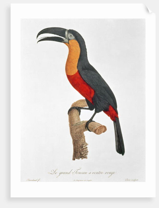 Giant Touraco by Jacques Barraband