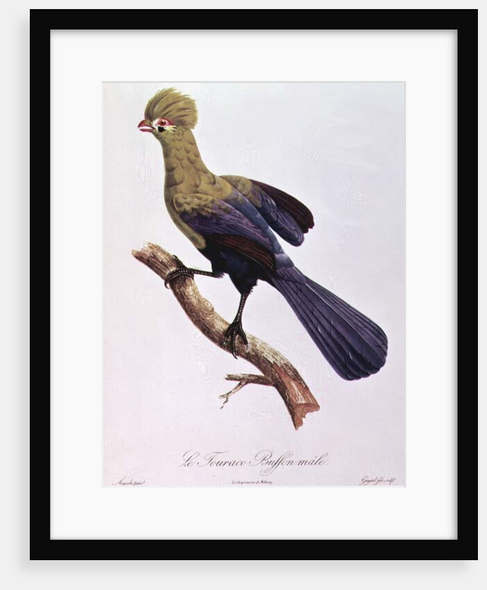 Buffon's Touraco by Jacques Barraband