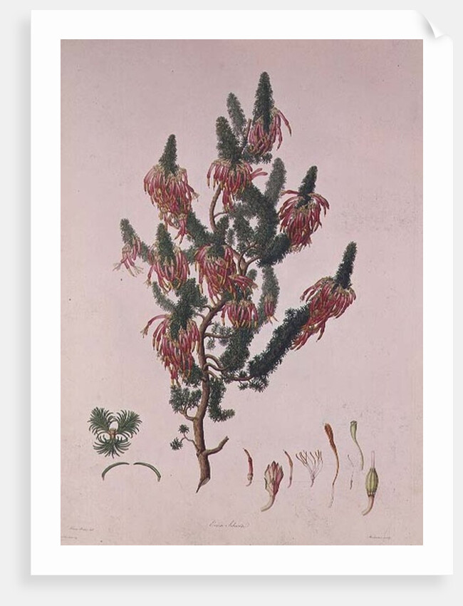 Heather, Erica sebana by Franz Andreas Bauer