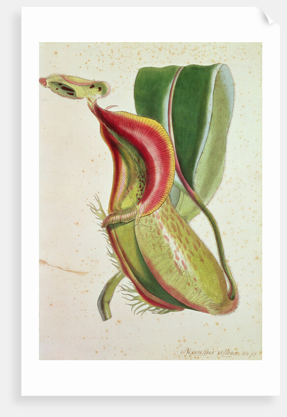 Pitcher plant: Nepenthes villosa, signed H.K by English School