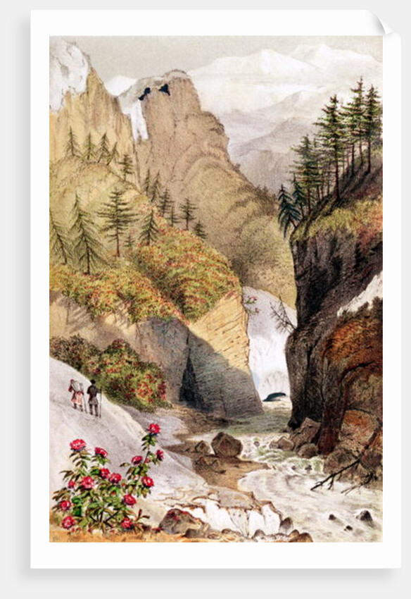 Rhododendrons: Blossom in the snow beds by Anonymous