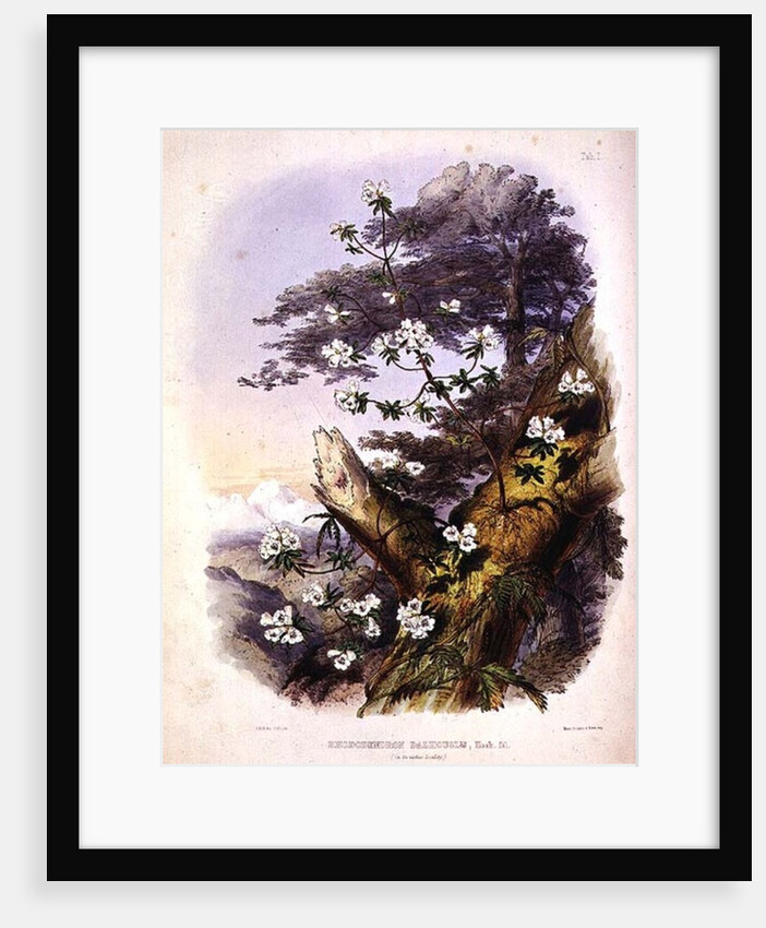 Rhododendron: Dalhousie by Joseph Dalton Hooker