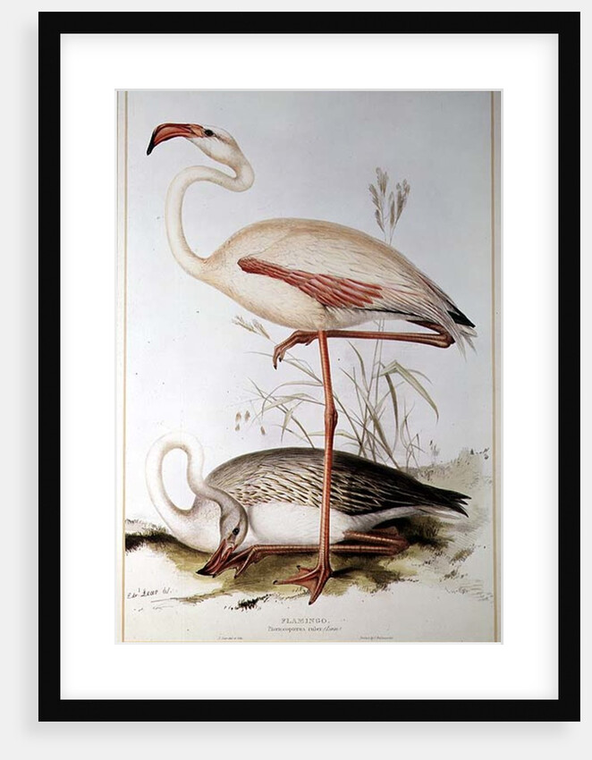 Flamingo by Edward Lear