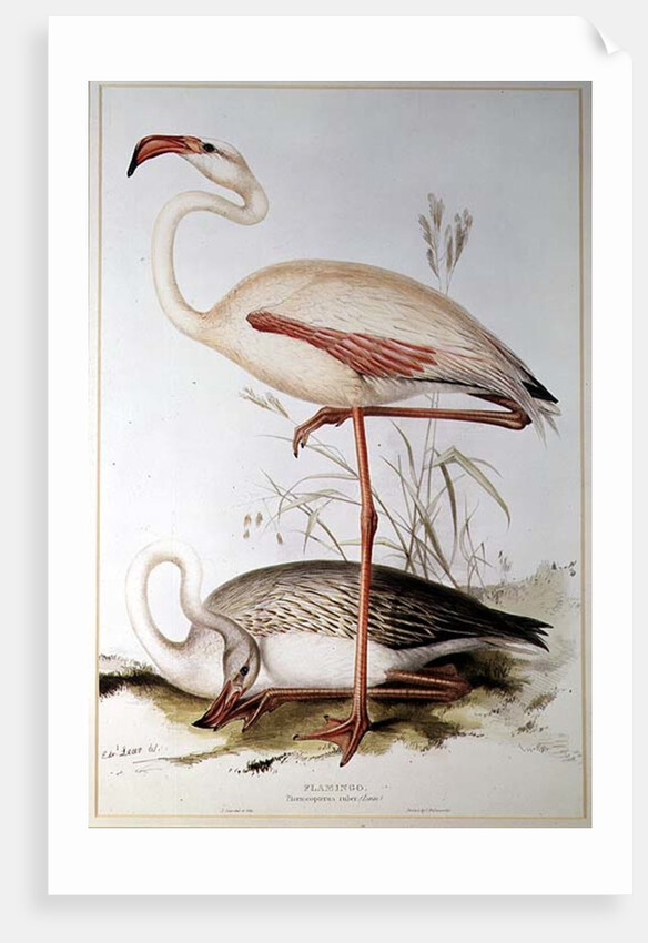 Flamingo by Edward Lear