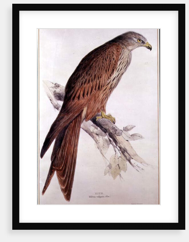 Kite by Edward Lear