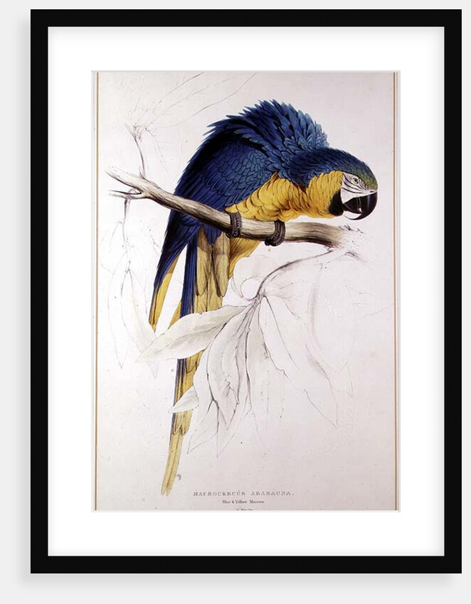 Blue and yellow Macaw by Edward Lear