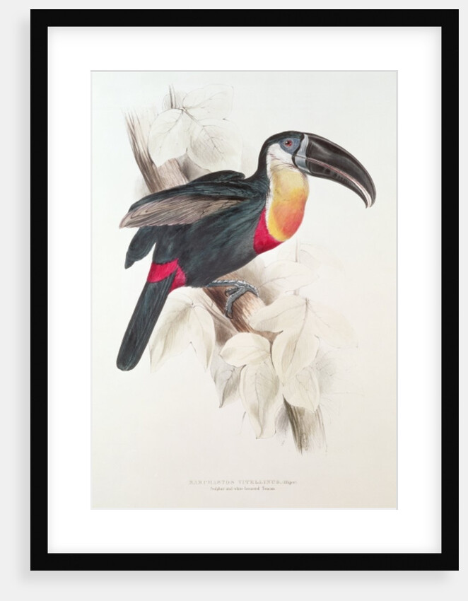Sulphur and white breasted Toucan, 19th century by Edward Lear