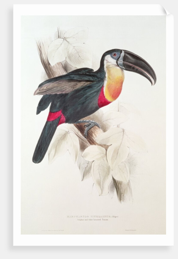 Sulphur and white breasted Toucan, 19th century by Edward Lear