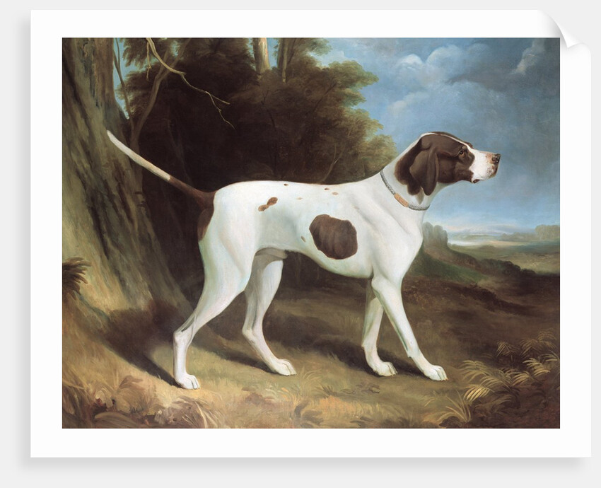 Portrait of a liver and white pointer by George Garrard