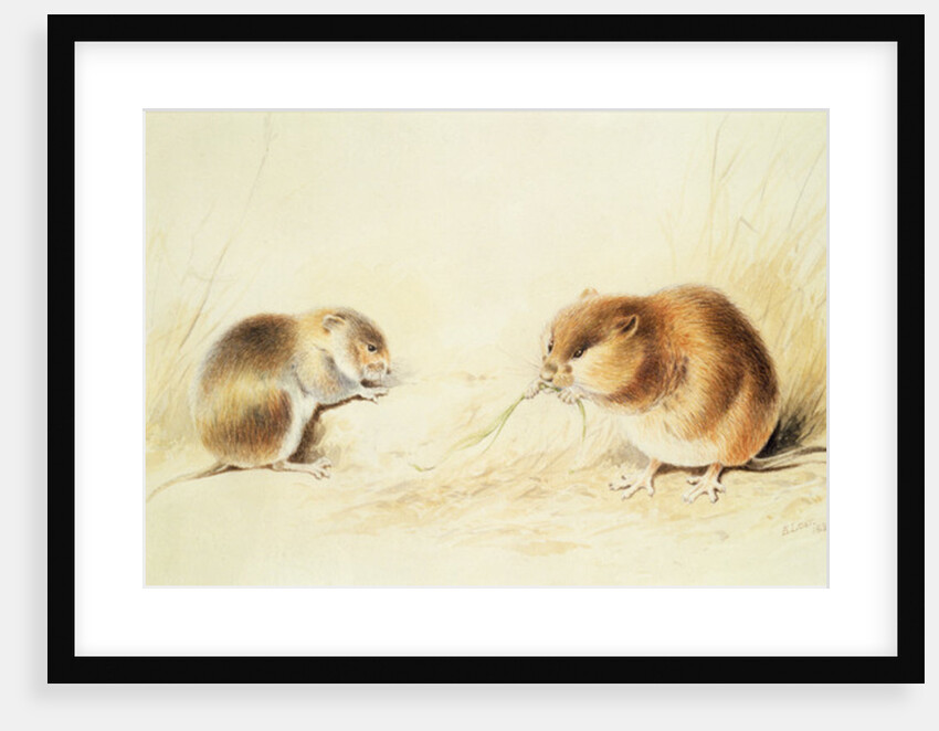 Dormice, 19th century by Edward Lear