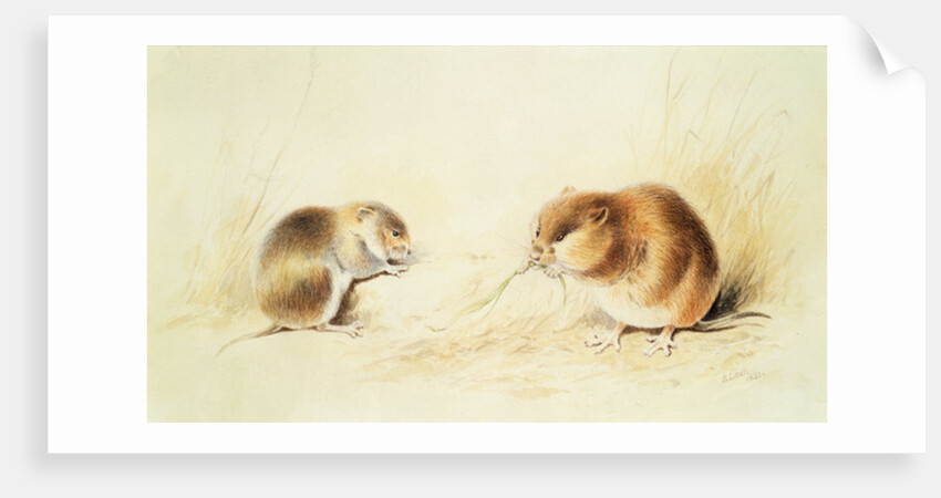 Dormice, 19th century by Edward Lear