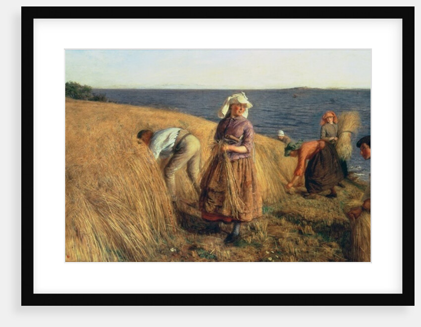 The Harvest by Hugh Cameron
