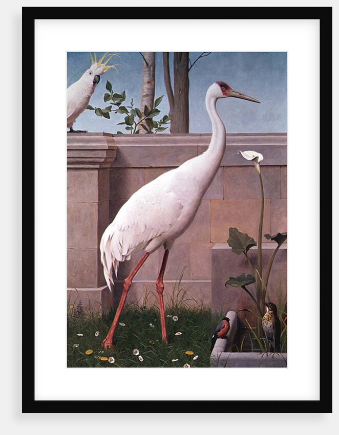 Indian Crane, Cockatoo, Bullfinch and Thrush by Henry Stacy Marks