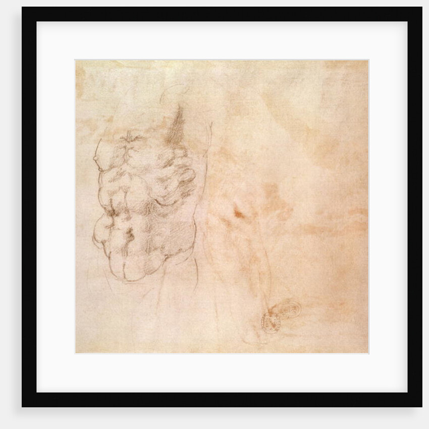 Torso Study by Michelangelo Buonarroti