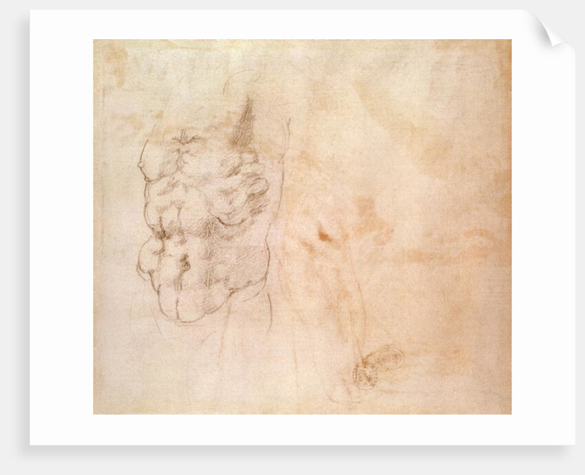 Torso Study by Michelangelo Buonarroti