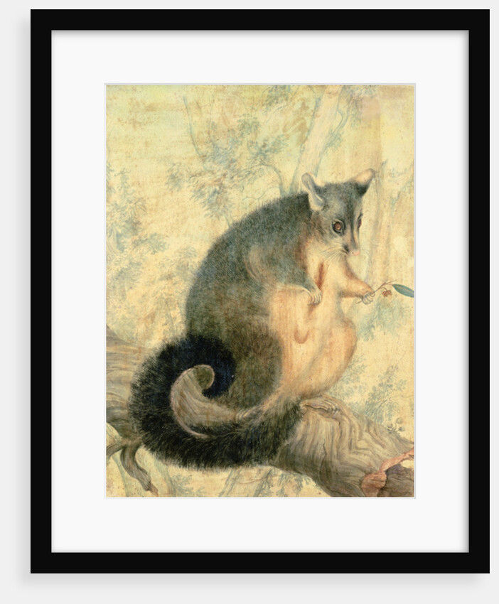 The Possum by Caroline Louisa Atkinson