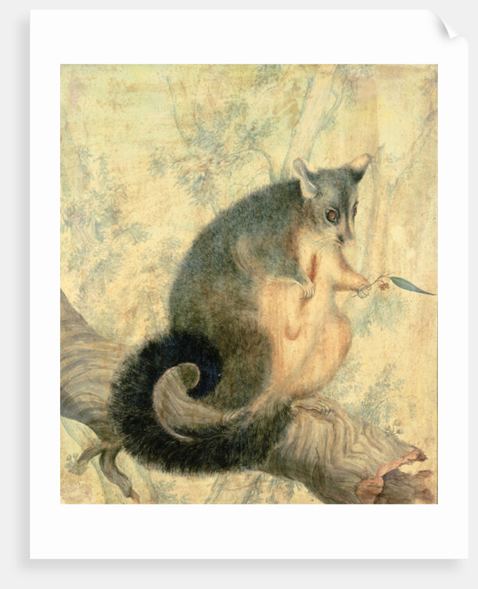 The Possum by Caroline Louisa Atkinson